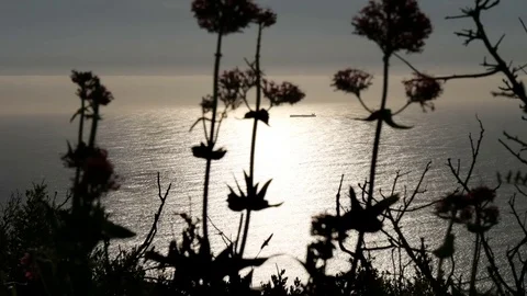 Distant container ship on ocean with reflected sunbeams with flowers silhouette Vidéo 80836934