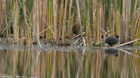 Distant coot silhouette in reed marsh Stock Footage 330317115