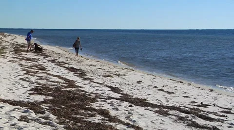  Distant couple throw stick for dog into Gulf of Mexico Stock Footage 57703581