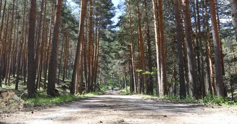 Distant couple walking on trail in pine trees forest Stock Footage 93466217