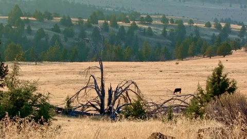 Distant cow Western Ranch Oregon 20 Stock Footage 82003830