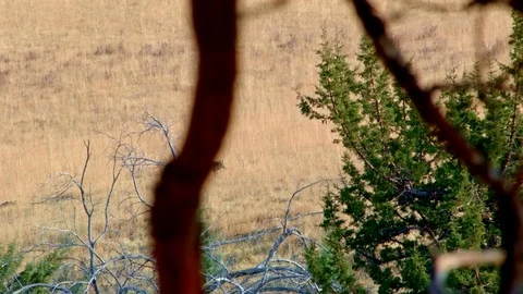 Distant coyote 2 Western Ranch Oregon 26 스톡 동영상 81646785