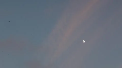 Distant crescent moon over twilight sky, pink streaked cirrus and migrating Stock Footage 323437332