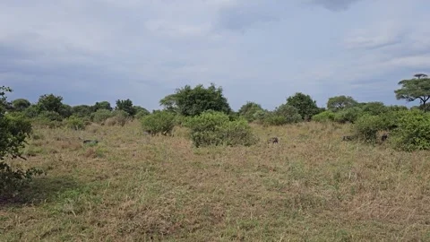 Distant Dark Animals in Grass Beyond Bushes, Tarangire, Tanzania 8K Stock Footage 313908052