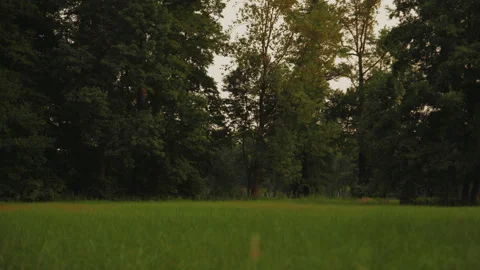 Distant Deer on Meadow with Forest Background, Spreewald Germany Video stock 320731847