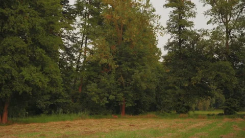 Distant Deer Walking Across Meadow, Spreewald Germany Video stock 320731850