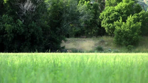 Distant Deer in Wheat Field 動画素材 38899480
