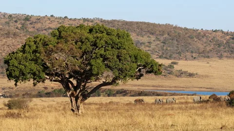 Distant Elephant Herd Behind Old Wild Fig Tree In African Savannah 스톡 동영상 343005211