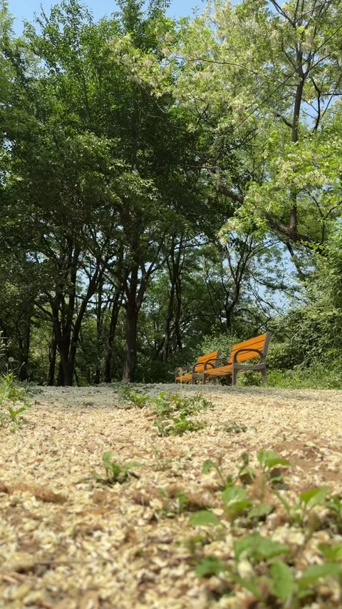 Distant Empty Benches Beyond a Petal-Covered Forest Floor Stock Footage 340416596