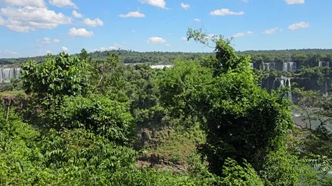 Distant Falls Between Bushes and Vines, Iguazu, Brazil 8K Stock Footage 306474707
