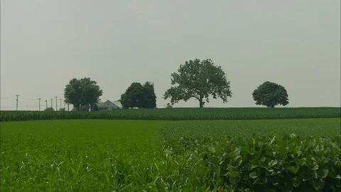 Distant farm with big trees 스톡 동영상 87909439