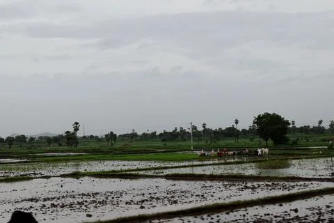 Distant Farm Workers in Expansive Flooded Rice Fields Stock Photos