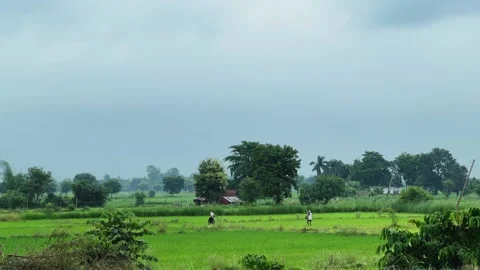 Distant Farmers Hand Spreading Fertilizer Across Lush Green Rice Fields in Stock Footage 344582900