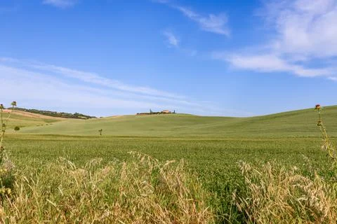 Distant farmhouse lost between sky and long cultivated fields with burdock fl Stock Photos
