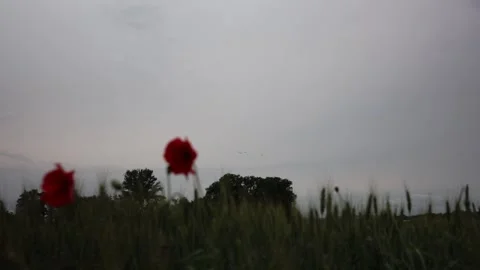 Distant fighter planes fly in formation above blooming poppies under cloudy sky  Stock Footage 311662191