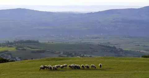 Distant flock of sheep grazing in a meadow, Monts du Lyonnais in the distance Video stock 270038187