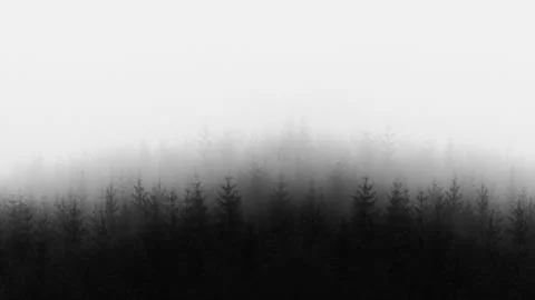 Distant forest in black and white and copy space Stock Photos