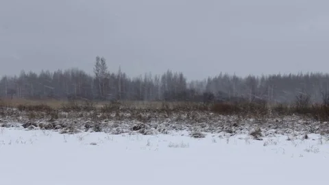 Distant Forest in Snow Storm Pan Stock Footage 84325793