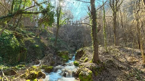 Distant Forest Stream with Green Vines – Slow Upward Pan Autumn Video stock 330662120