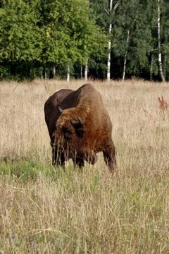 Distant front view of a European bison in a meadow Stock Photos