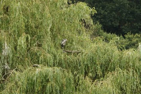 Distant Grey Heron Stock Photos