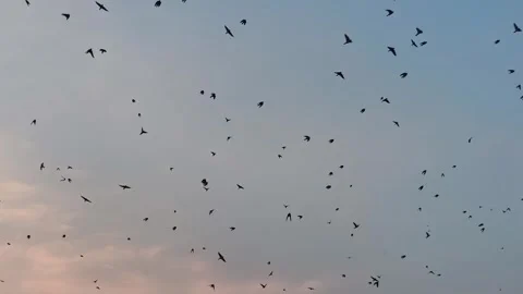 Distant Group of Birds Flying Across Wide Open Sky Stock Footage 327982283