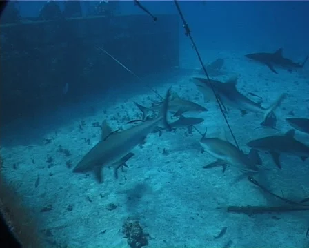 Distant group of scuba divers watching the critters in fish feeding arena with Stock Footage 61953279