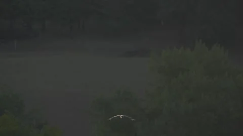 Distant Gull Flying Above Dark Green Forest While Camera Tracks 库存影片 342117749