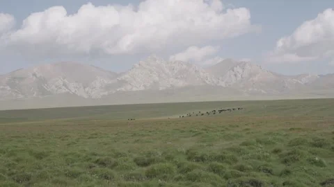 Distant herd on alpine steppe below pale limestone peaks, Kyrgyzstan Видео 347242997