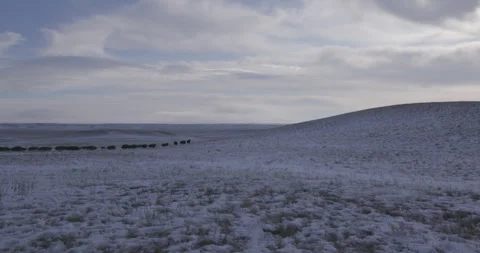 Distant Herd of Bison in running in expansive Winter Field at sunset Stock Footage 332445185