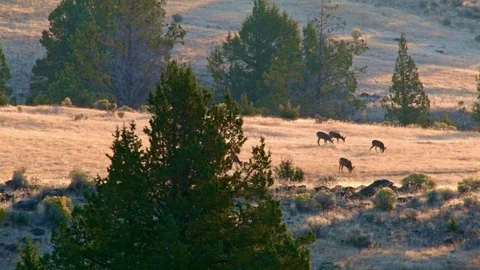 Distant herd of deer Western Ranch Oregon 22 Stock Footage 81646864