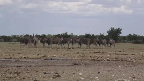 Distant herd; several look on, curious — Part 2 Stock Footage 320809114