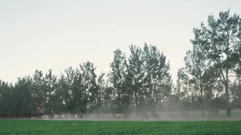Distant herd stirs a haze of dust beneath a quiet tree line 스톡 동영상 343574069