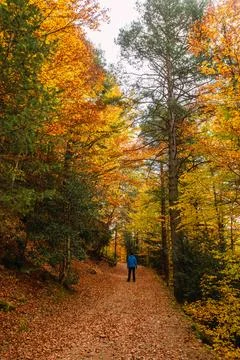 A distant hiker walks along a forest trail in autumn. Stock Photos