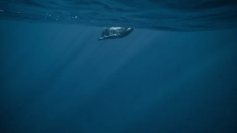 Distant Humpback Whale Beneath Calm Surface 動画素材 331232576