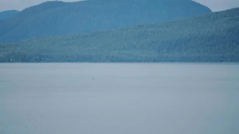 Distant humpback whale surfacing below forested hills Stock-Footage 348016989