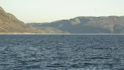 Distant Humpback Whale Surfacing Near Nuuk Greenland in 4K Stock Footage 345510402