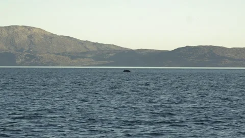 Distant Humpback Whale Tail Fluke Diving Near Nuuk Greenland 4K Stock Footage 345508601