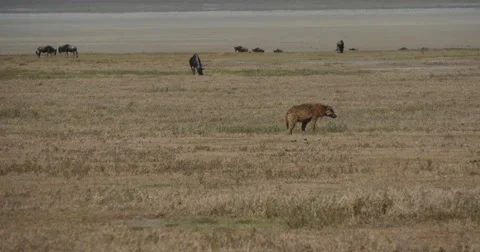 Distant Hyena Stock Footage 60588777