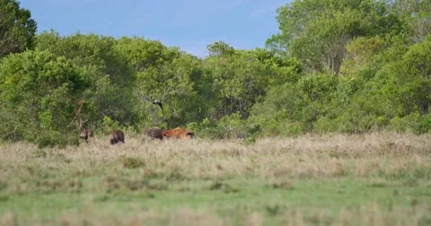 Distant Hyenas on a kill Stock Footage 60588705