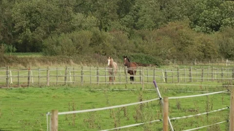 Distant inquisitive horses Stock Footage 252398244