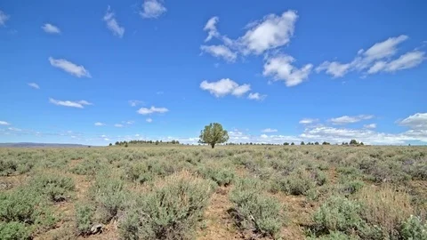 Distant lone independent juniper tree under blue sky and puffy clouds in the Video stock 81647376