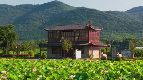 Distant lotus pond at Hehuayan Stock-Footage 347486741