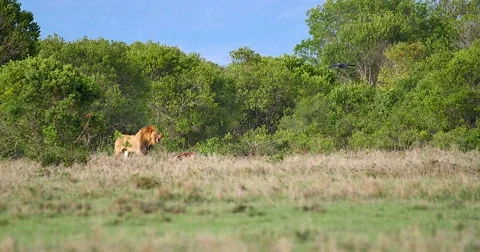 Distant Male Lion on a kill Stock Footage 60595200