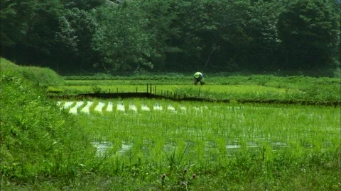 Distant man planting rice in paddy Japan Stock Footage 86895992