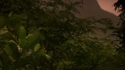 Distant Mountain Visible Through Plants, Tijuca Brazil HD Video Stock Footage 22146658