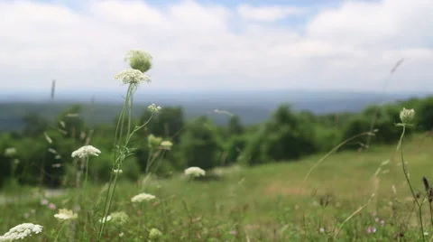 Distant Mountaintop View on Cloudy Summer Day w/ White Hogweed Video stock 65964154
