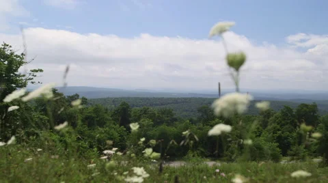 Distant Mountaintop View on Cloudy Summer Day w/ White Hogweed Vídeo Stock 65964156