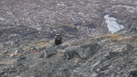Distant Musk Ox Looking Toward Camera near Kangerlussuaq, Greenland Video stock 345663429