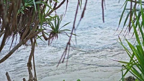 Distant Ocean Waves Seen Through Pandanus Leaves on Tropical Coast Video stock 296569832